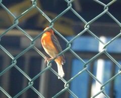 Foudia madagascariensis