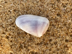 Donacidae