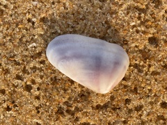 Donacidae