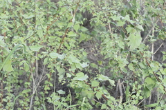 Abutilon trisulcatum