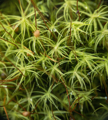 Bartramia pomiformis