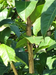 Lagerstroemia speciosa