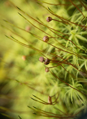 Bartramia pomiformis