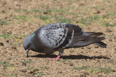 Columba livia domestica