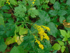 Solidago ulmifolia