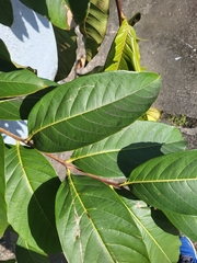 Lagerstroemia speciosa