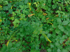 Solidago ulmifolia