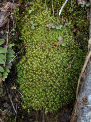 Bartramia pomiformis