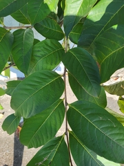 Lagerstroemia speciosa