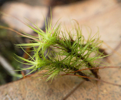 Bartramia pomiformis