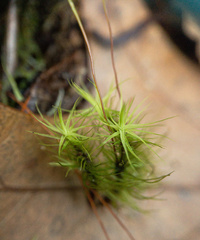 Bartramia pomiformis