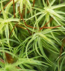 Bartramia pomiformis