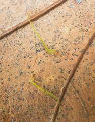 Bartramia pomiformis