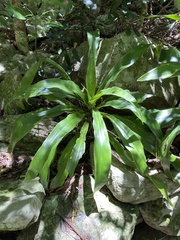 Dracaena aletriformis
