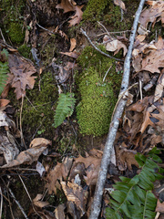 Bartramia pomiformis