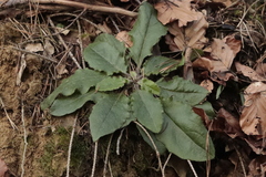 Hieracium murorum