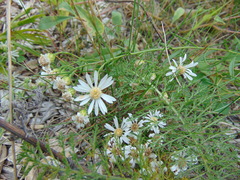 Solidago ptarmicoides