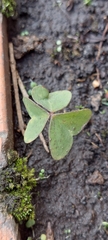 Oxalis latifolia