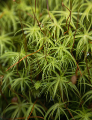 Bartramia pomiformis