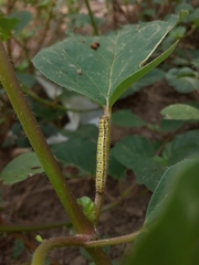 Ascia monuste orseis