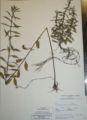 Lycopus laurentianus