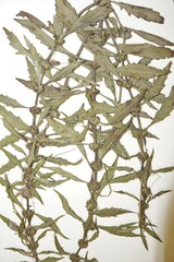 Lycopus laurentianus