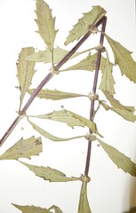 Lycopus laurentianus