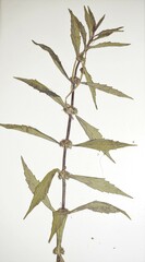 Lycopus laurentianus