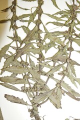 Lycopus laurentianus