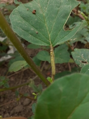 Ascia monuste orseis