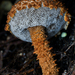 Strobilomyces brunneolepidotus - Photo (c) chofungi, some rights reserved (CC BY-NC)