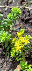 Sedum × luteoviride