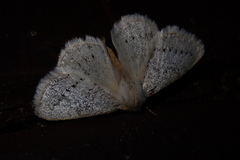 Phiala costipuncta