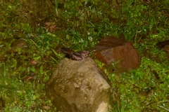 Caprimulgidae