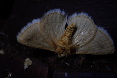 Phiala costipuncta