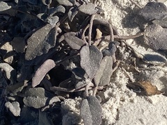 Abronia angustifolia