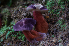 Tylopilus obscureviolaceus