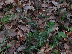 Carduus pycnocephalus