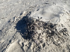 Abronia angustifolia