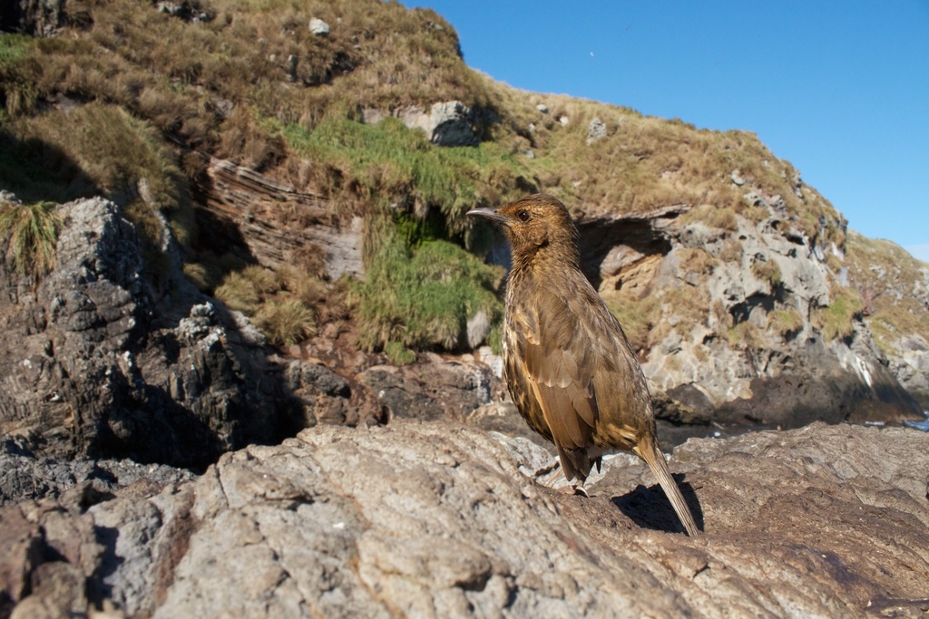 Tristan Thrush