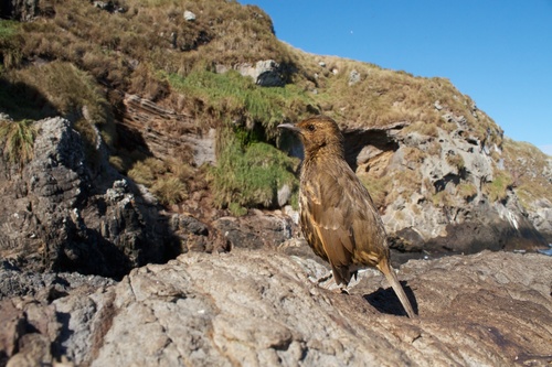 Tristan Thrush