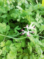 Fumaria capreolata