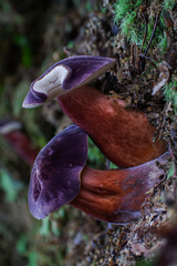 Tylopilus obscureviolaceus