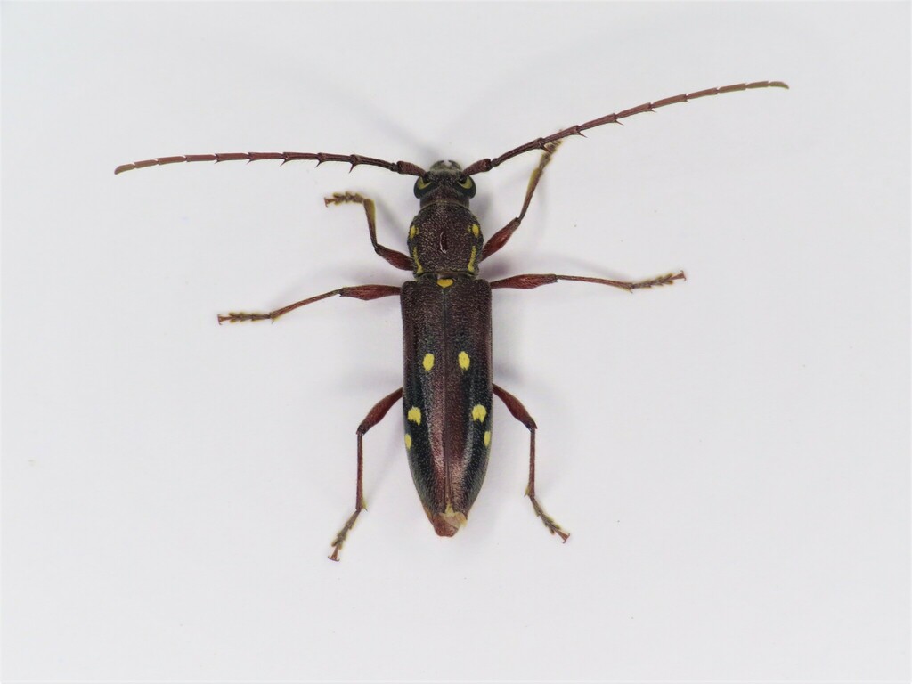 Ambonus electus