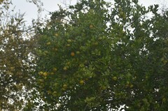 Citrus deliciosa