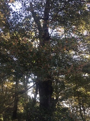 Nothofagus truncata