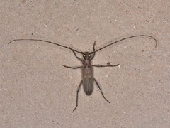 Knulliana cincta cincta