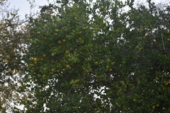 Citrus deliciosa