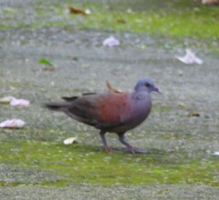 Nesoenas picturatus