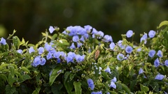 Jacquemontia frankeana